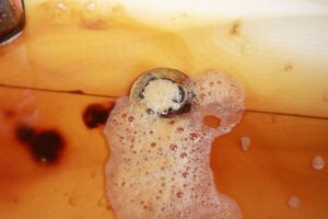 How Clogs Form and How to Prevent Them for Good