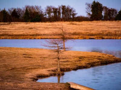 The Definitive Guide to Water Conservation Tips for Central Texas Homeowners